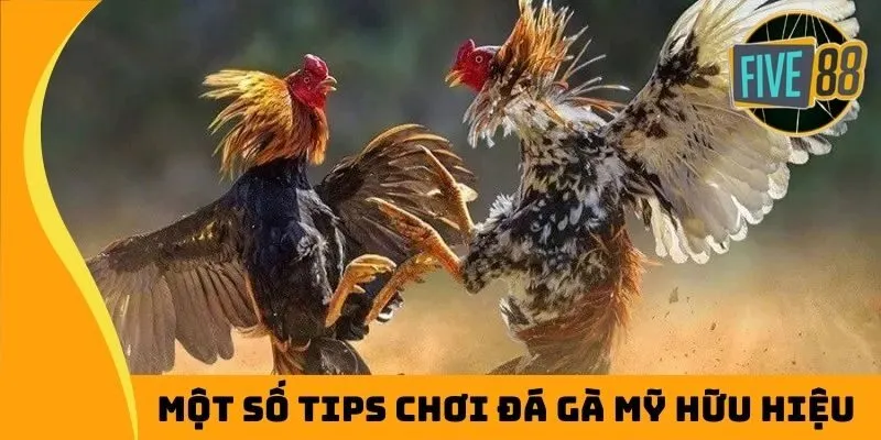 Một số tips chơi đá gà Mỹ hữu hiệu